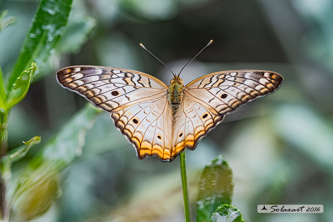 Anartia jatrophae luteipicta - White Peacock