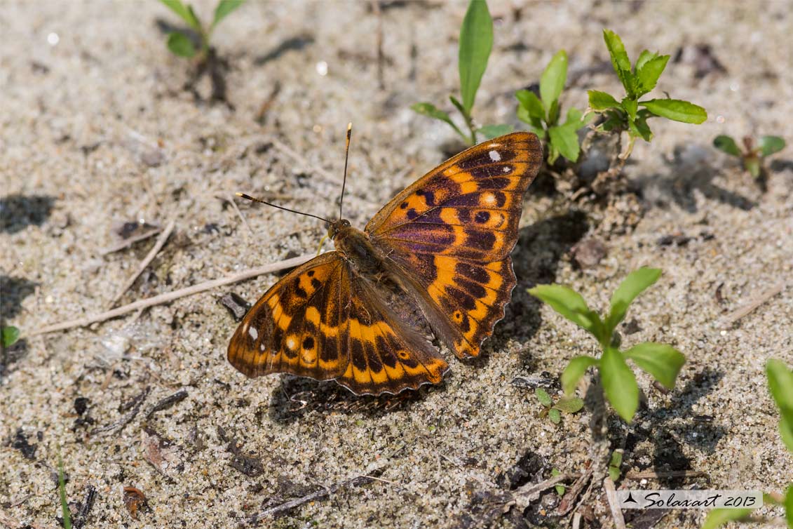 Apatura ilia: Ilia ; Lesser Purple Emperor