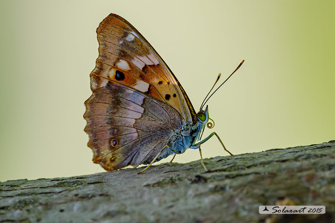 Apatura ilia: Ilia (femmina); Lesser Purple Emperor (female)
