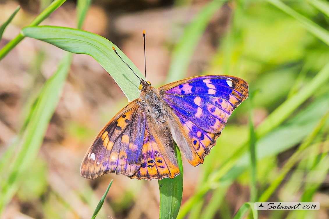 Apatura ilia: Ilia ; Lesser Purple Emperor