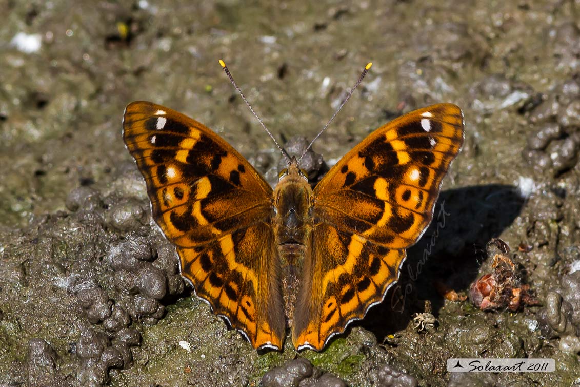 Ordine : Lepidoptera; Famiglia: Nimphalidae; Specie: Apatura ilia - male