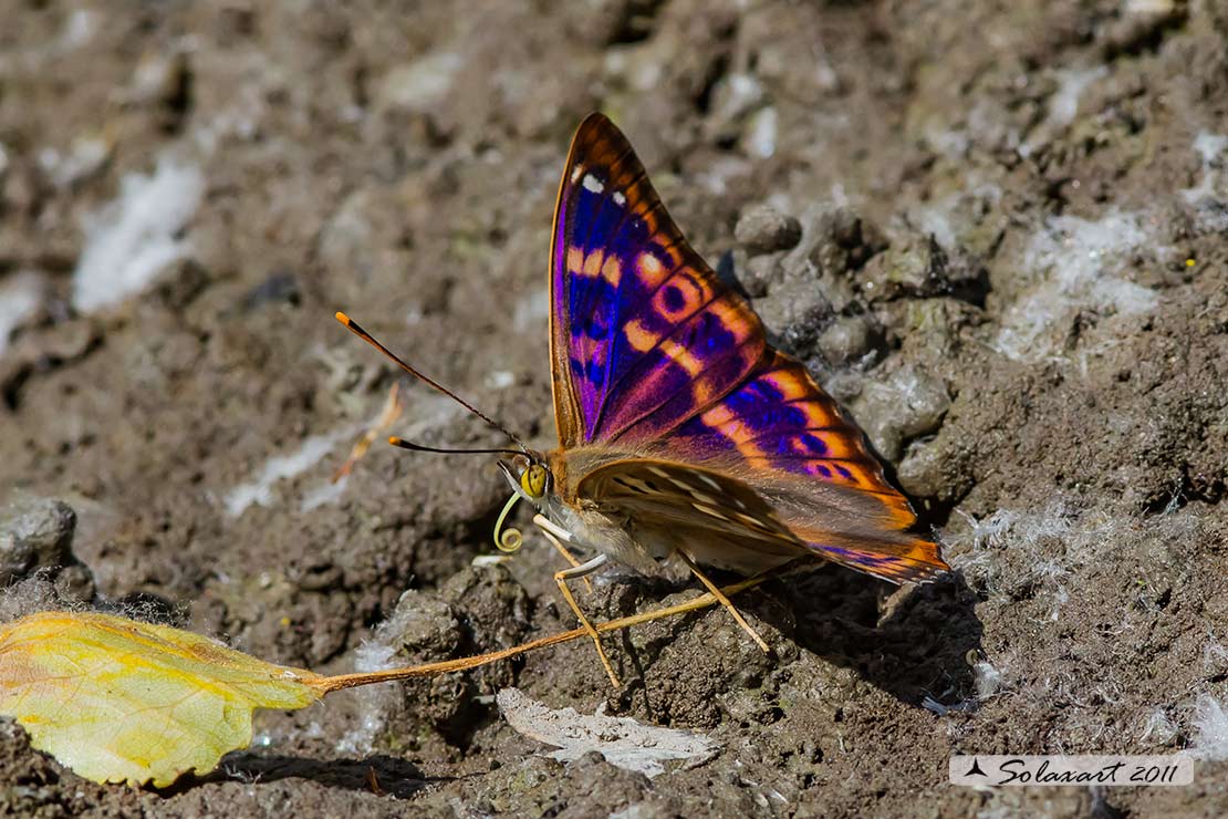 Ordine : Lepidoptera; Famiglia: Nimphalidae; Specie: Apatura ilia - male