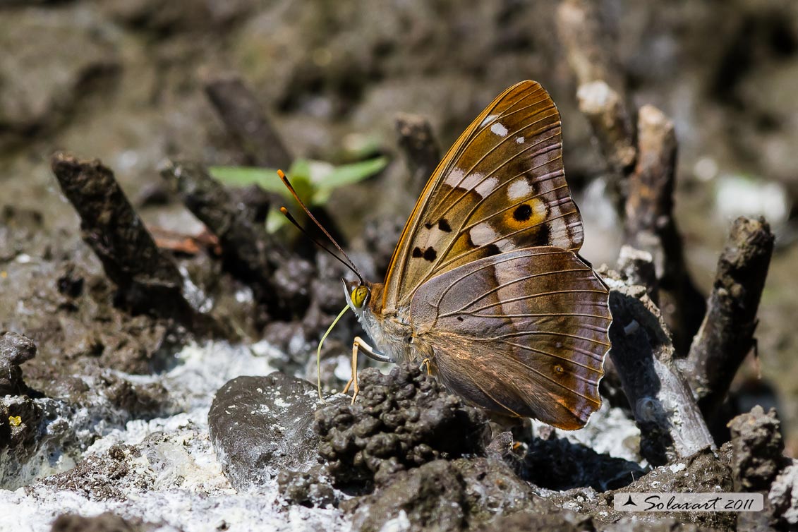 Ordine : Lepidoptera; Famiglia: Nimphalidae; Specie: Apatura ilia - male