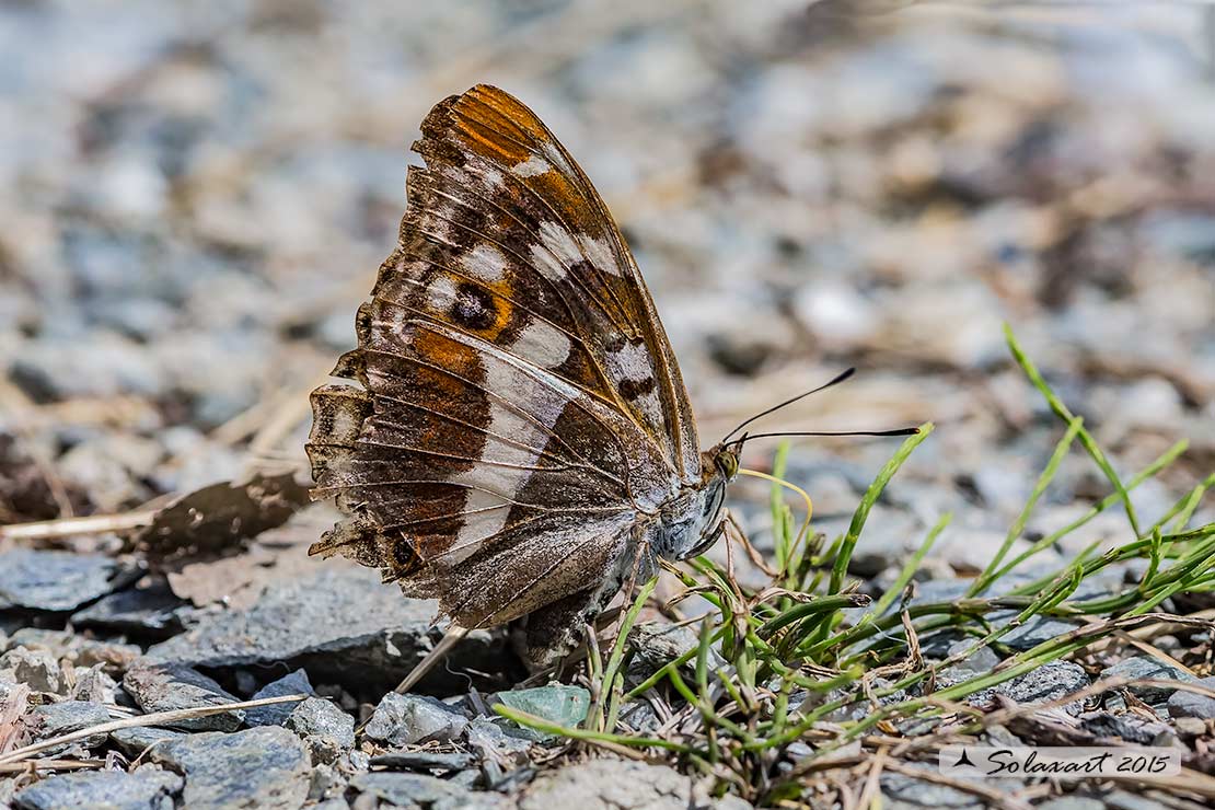 Apatura iris: Iride ; Purple Emperor 