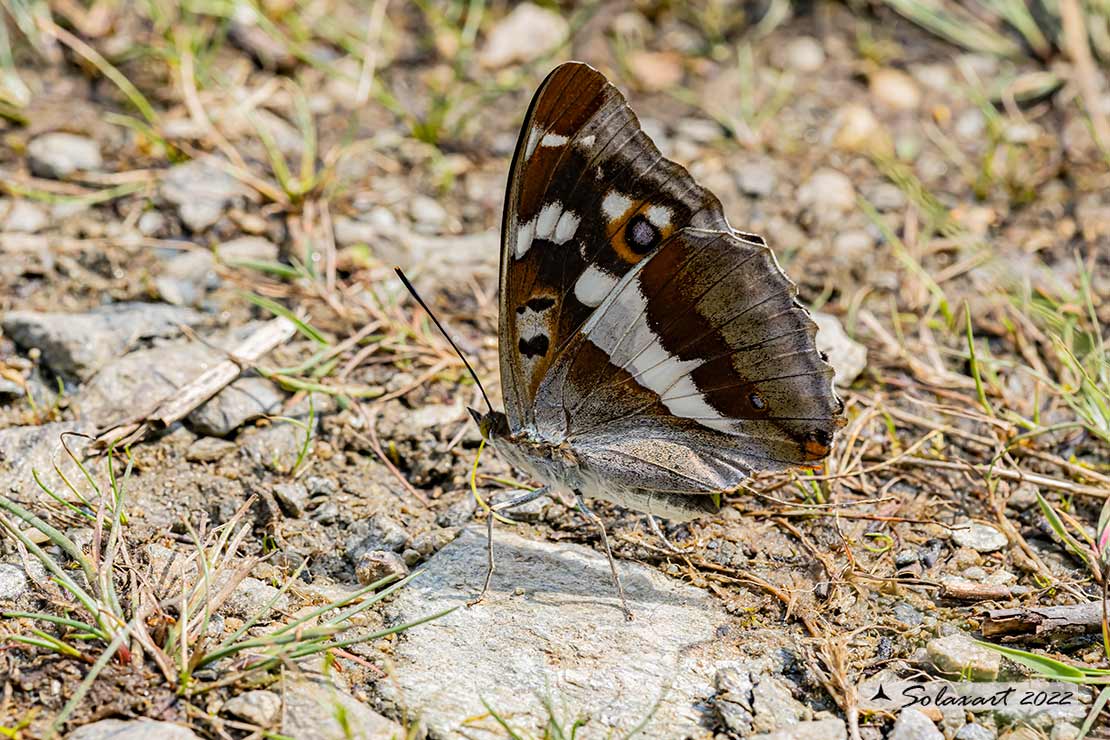 Apatura iris: Iride ; Purple Emperor 