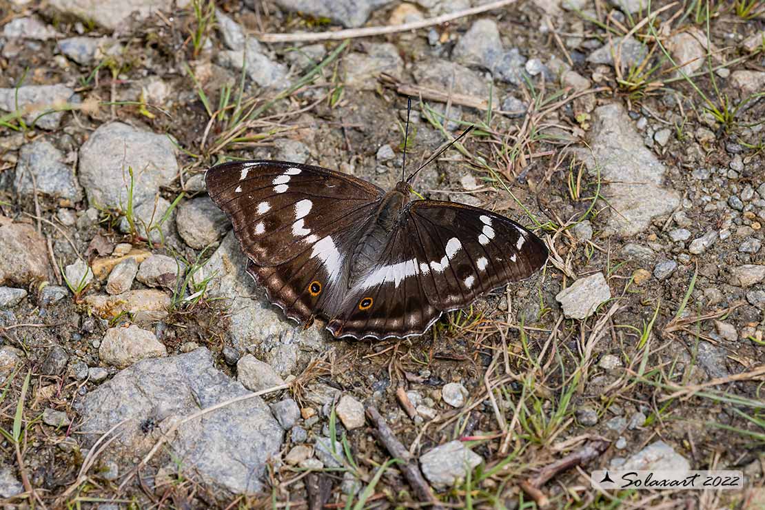 Apatura iris: Iride ; Purple Emperor 