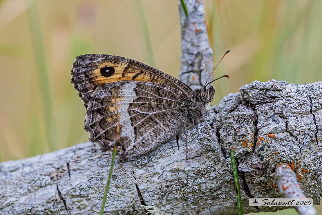 Arethusana arethusa   -  False grayling 