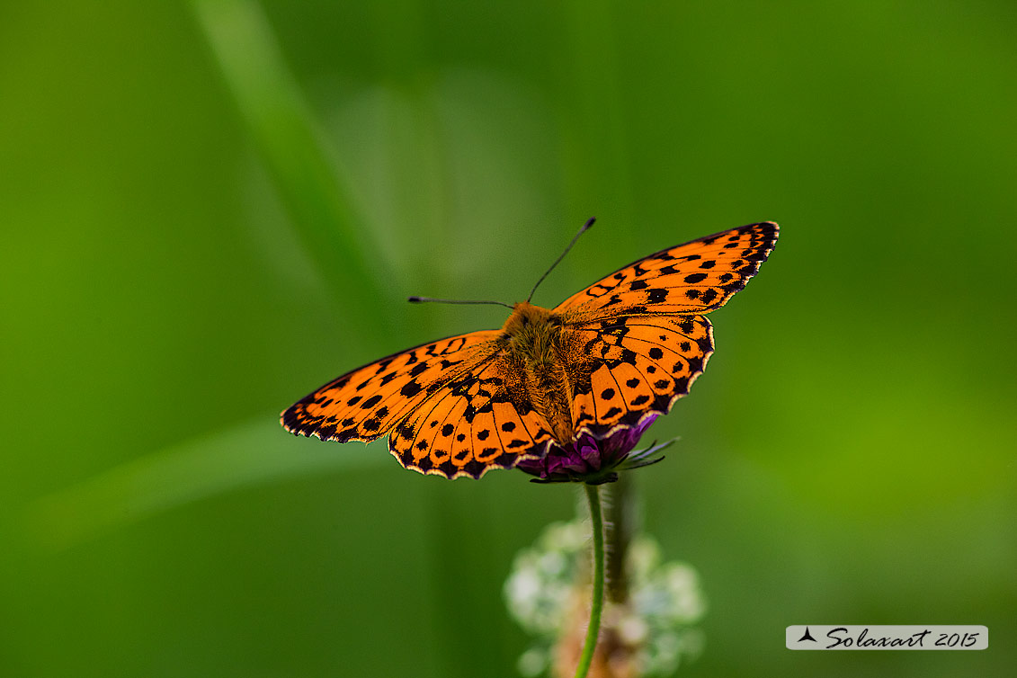 Argynnis adippe: adippe; High brown fritillary