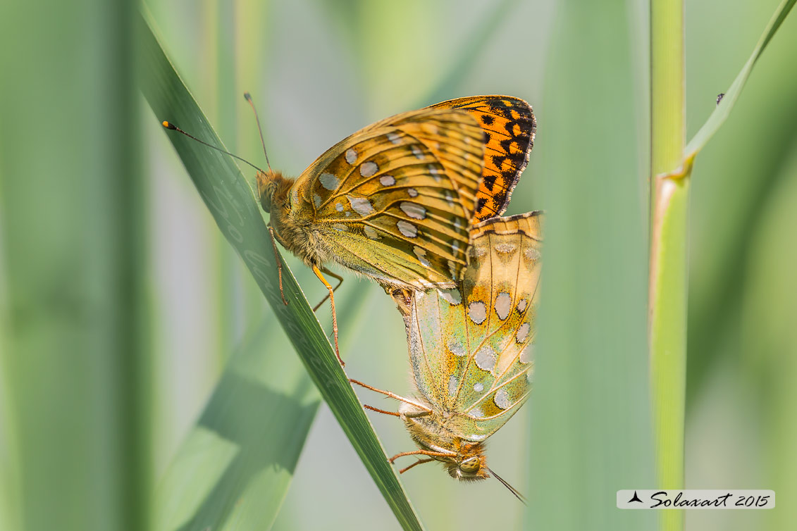 Argynnis aglaja:  Aglaia ; Dark green fritillary