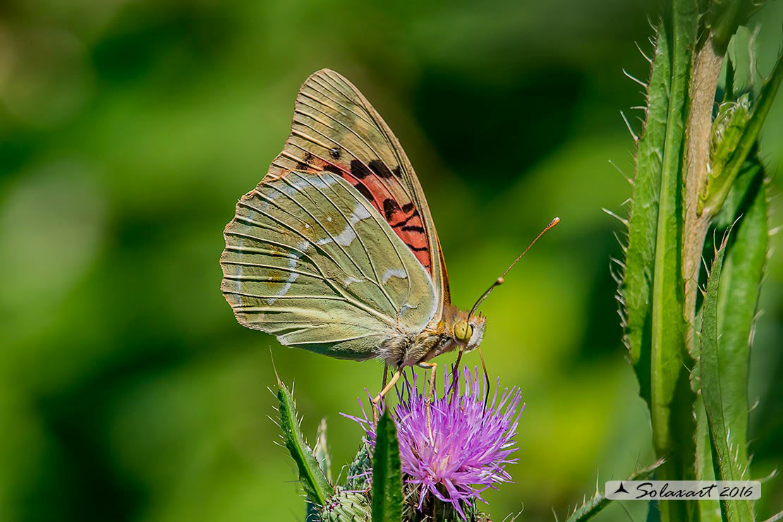 Argynnis pandora: Farfalla Cardinale; the Cardinal