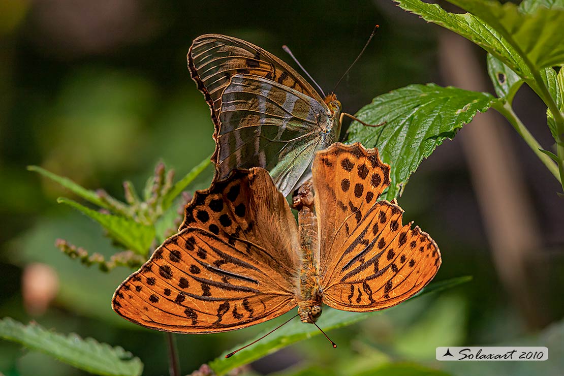 Argynnis Paphia in copula - il maschio ha le striscie sulle ali 