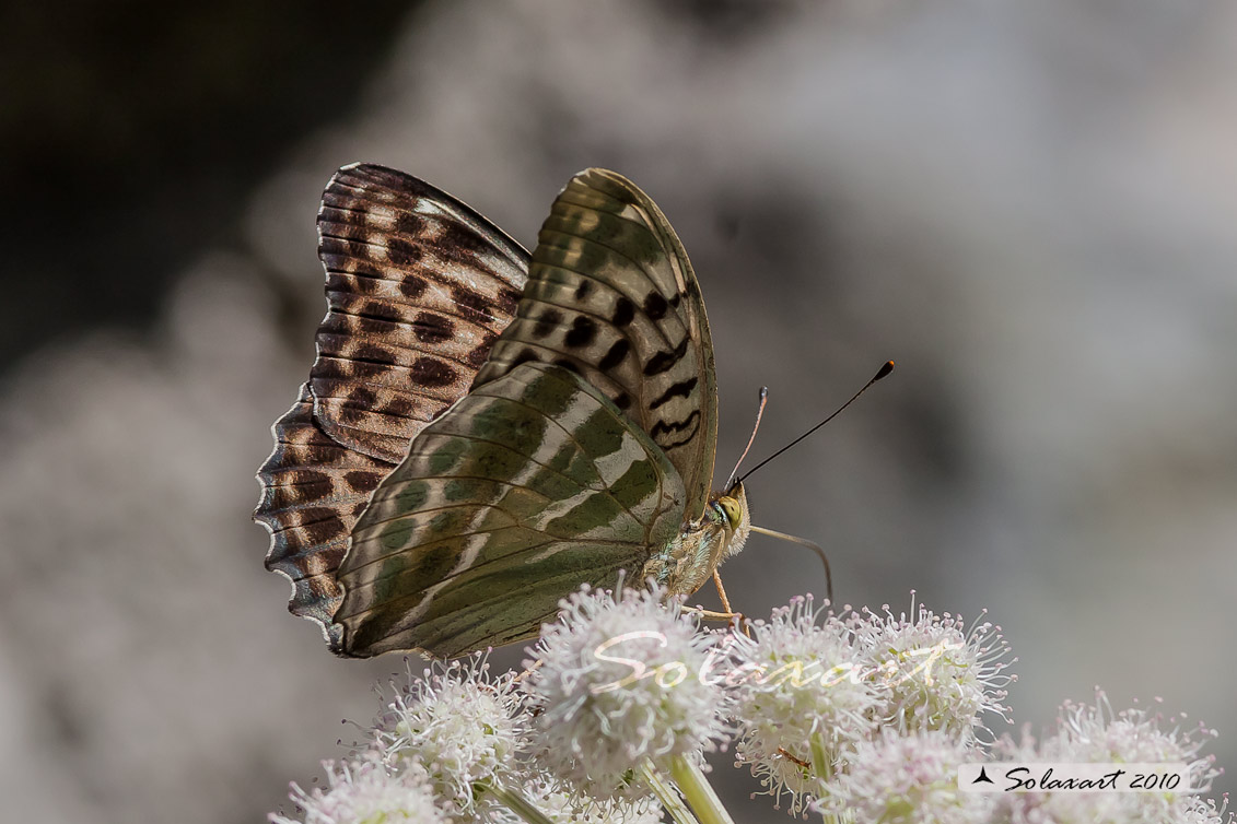 Argynnis  paphia varietà valesina - femmina