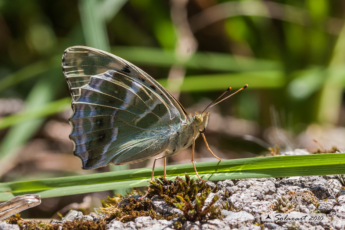 Argynnis  paphia varietà valesina - femmina
