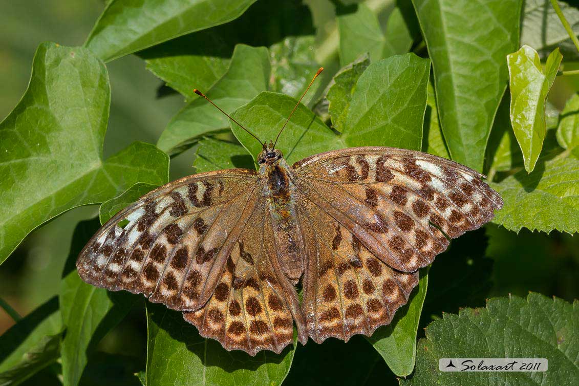 Argynnis paphia  -  varietà valesina (femmina)