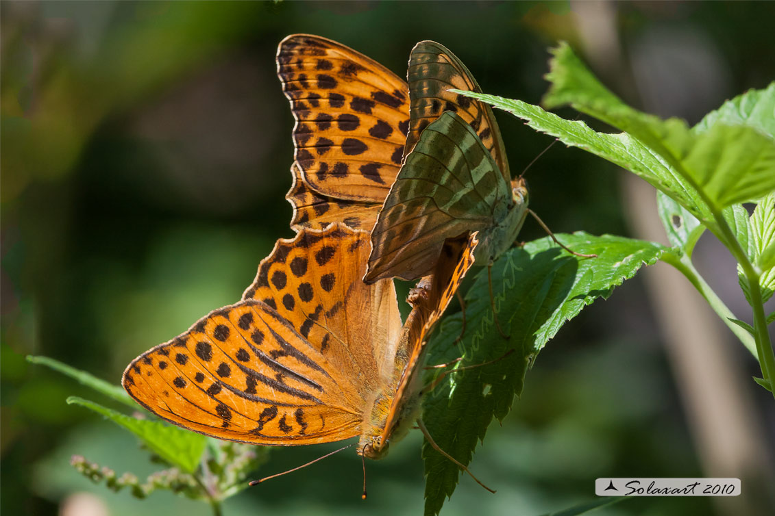 Argynnis Paphia in copula - il maschio ha le striscie sulle ali 