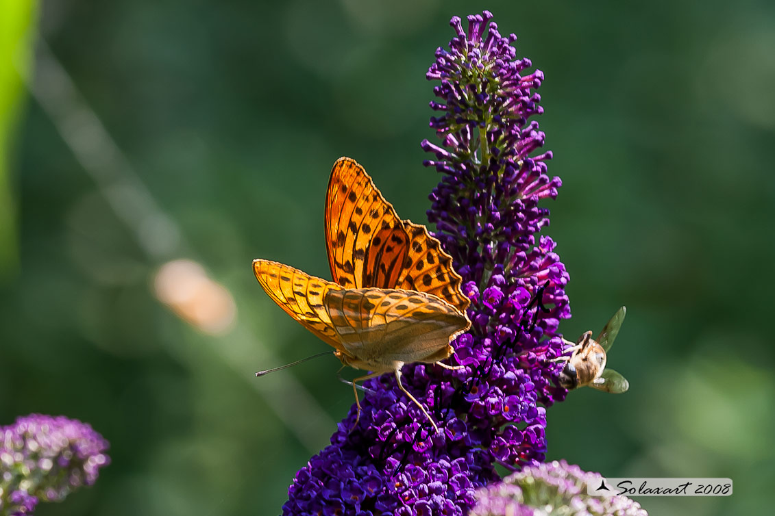 Argynnis Paphia - (maschio)