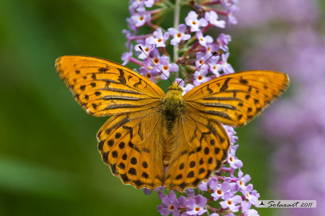 Argynnis paphia - Tabacco di Spagna - Silver-washed Fritillary