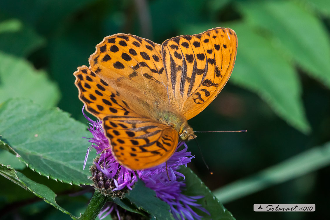 Pafia (Argynnis Paphia) maschio