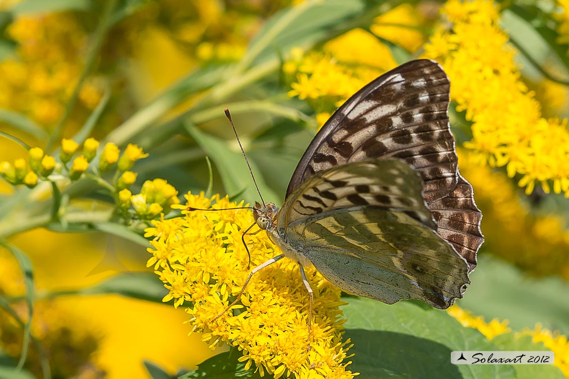 Argynnis paphia  -  varietà valesina  