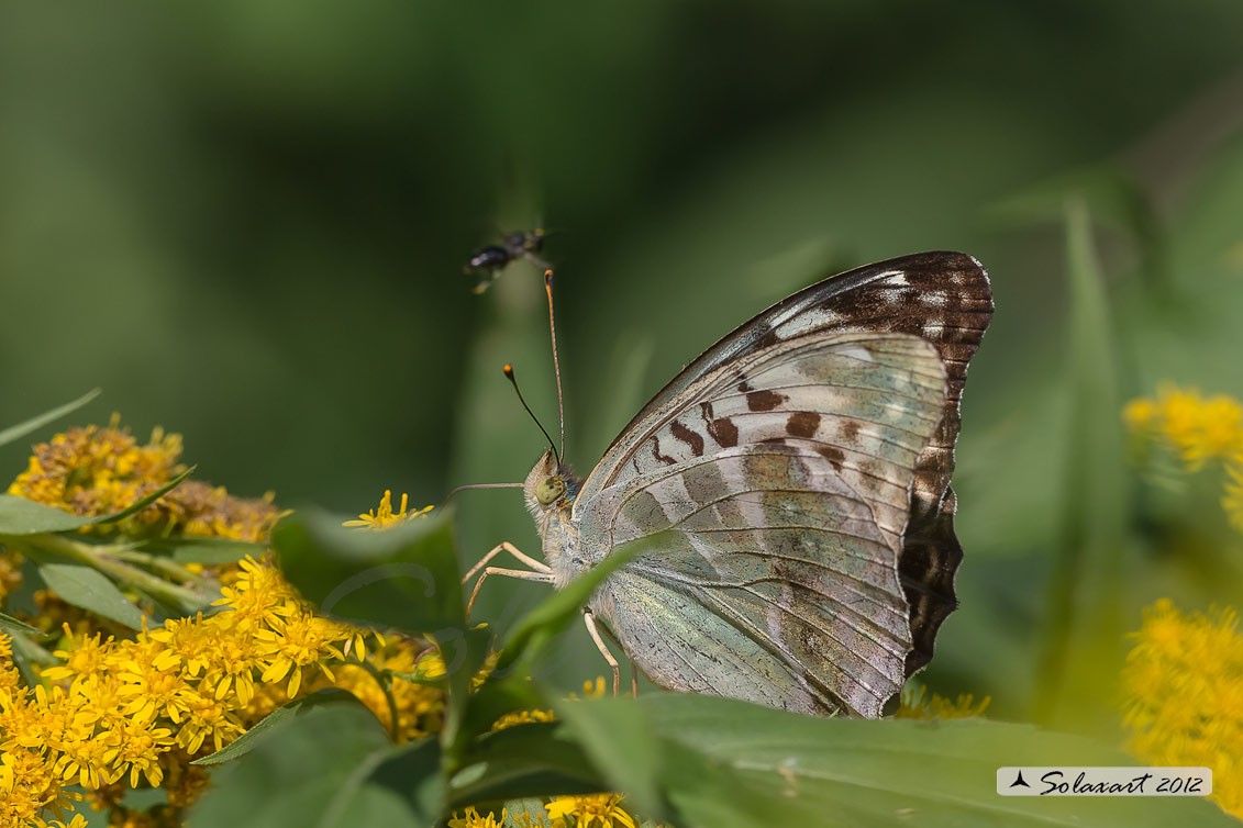 Argynnis paphia  -  varietà valesina  