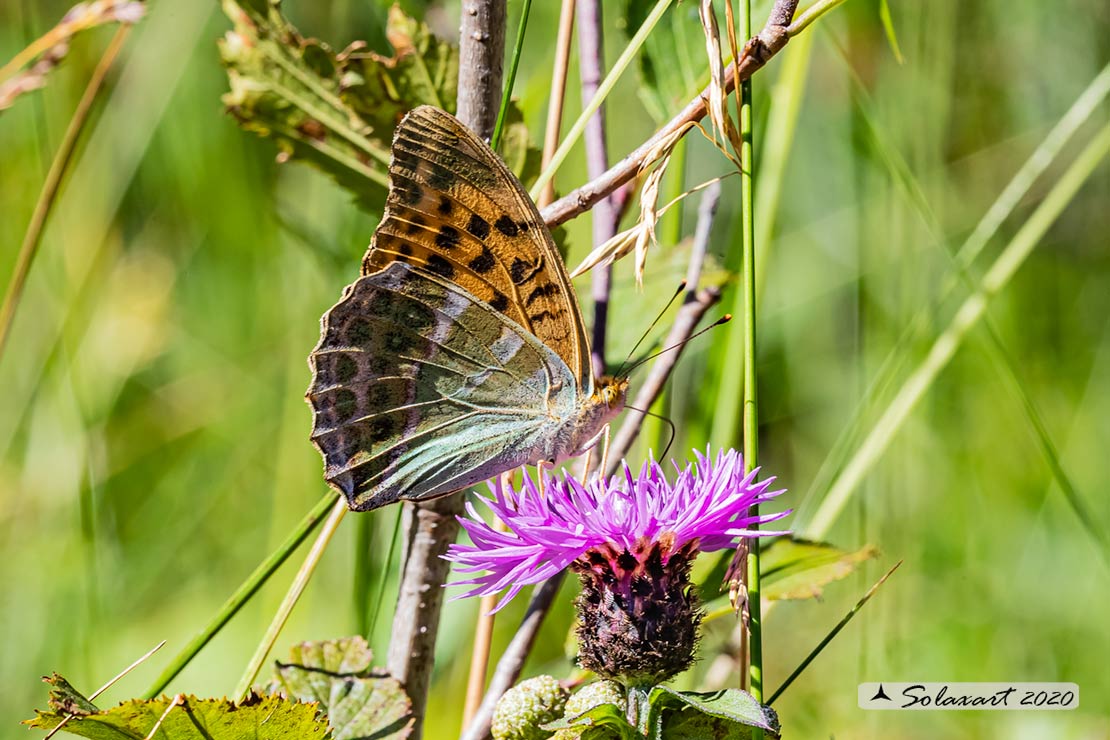 Pafia (Argynnis Paphia) maschio