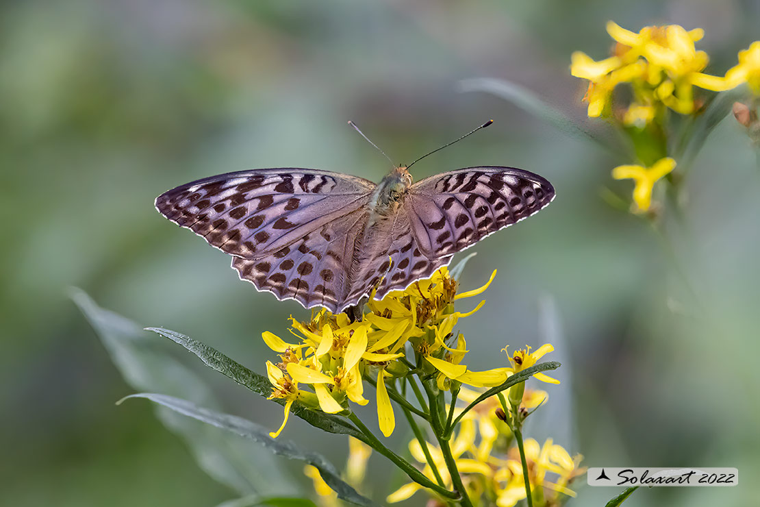 Argynnis  paphia varietà valesina - femmina