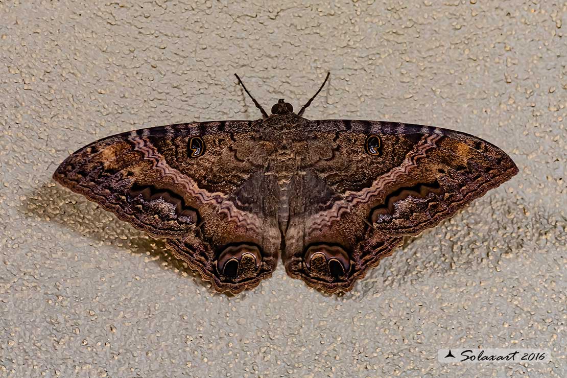 Ascalapha odorata - Black witch moth