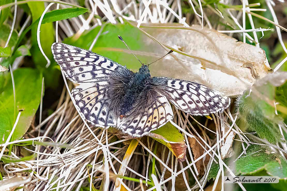 Boloria Napea 