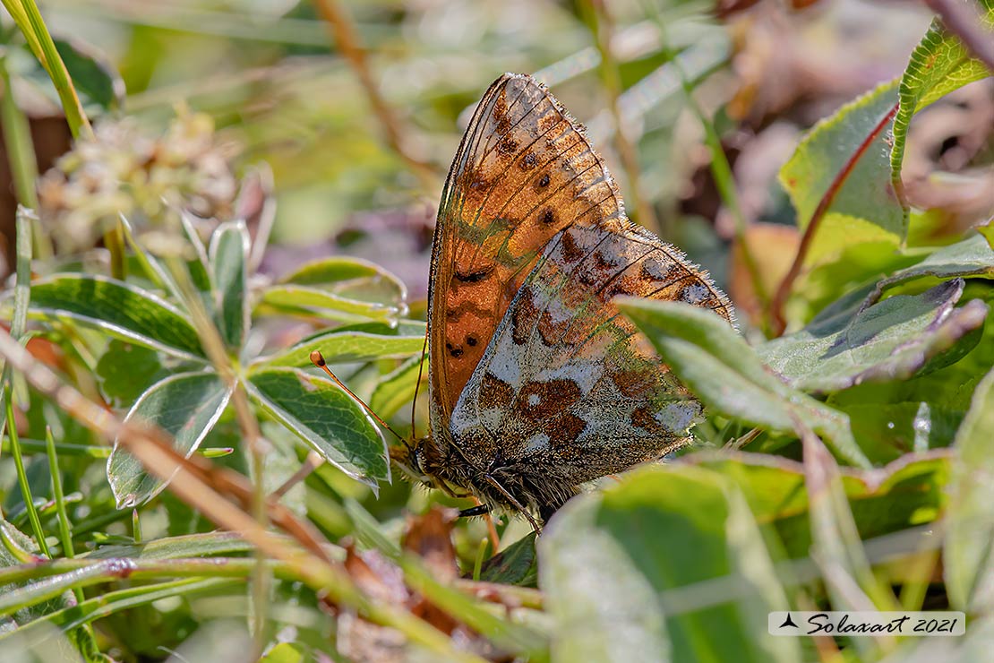 Boloria pales