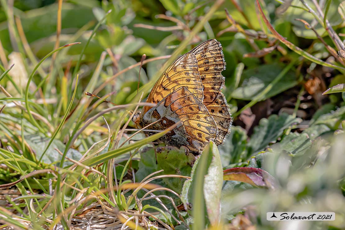 Boloria pales