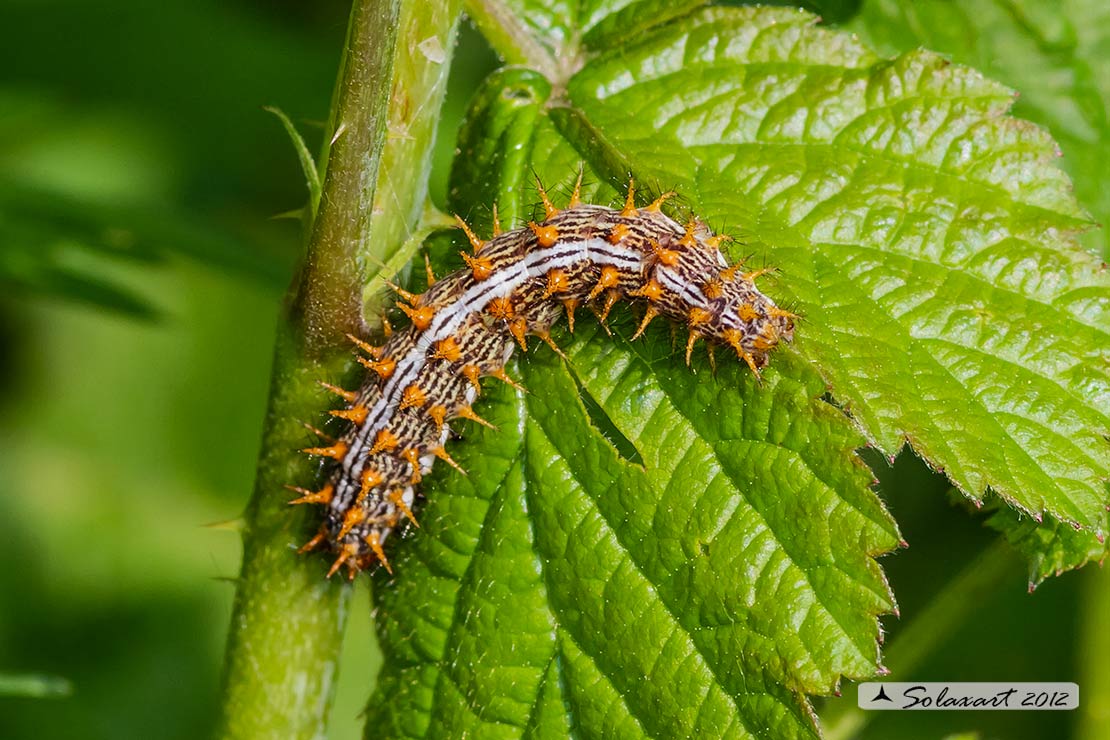 Brenthis daphne - (bruco; caterpillar) -