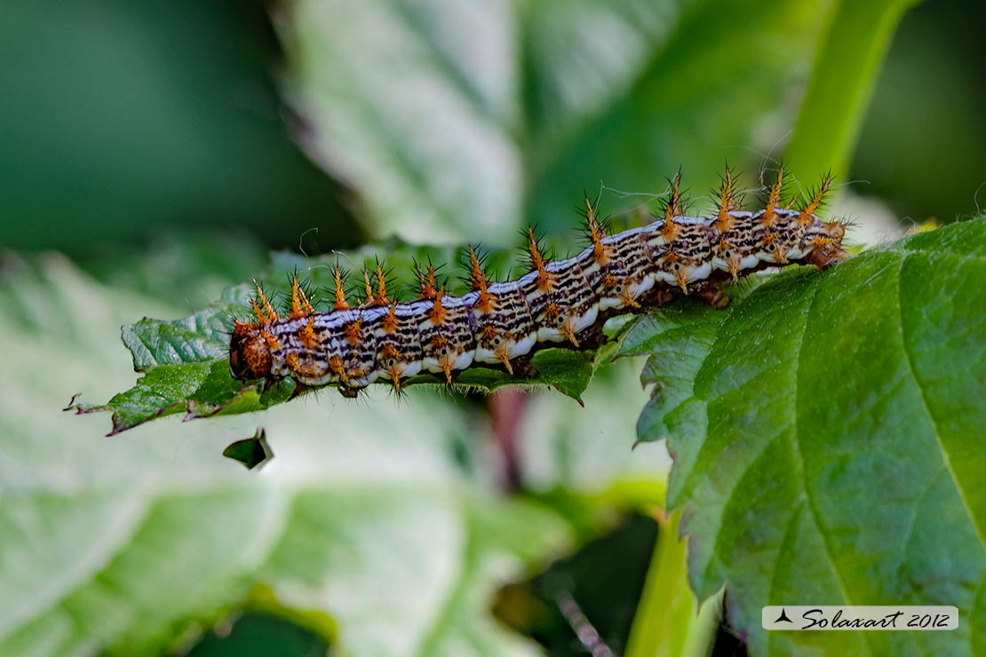 Brenthis daphne - (bruco; caterpillar) -