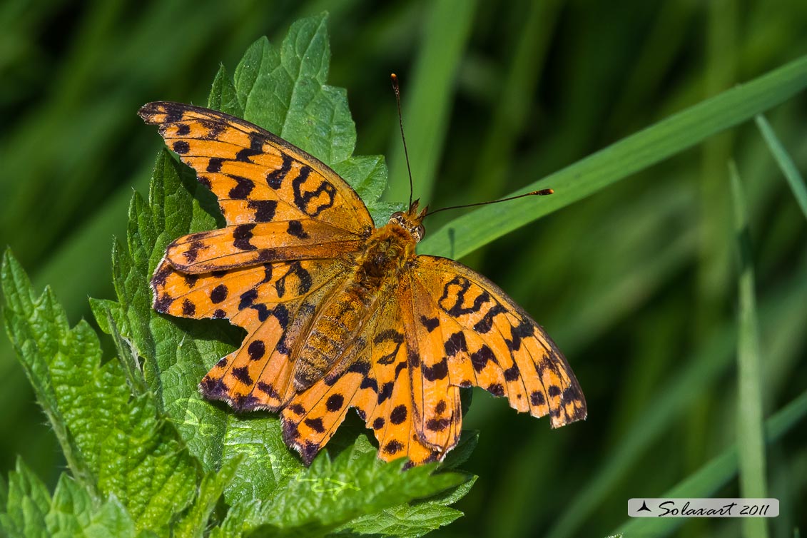 Specie: Brenthis daphne - femmina