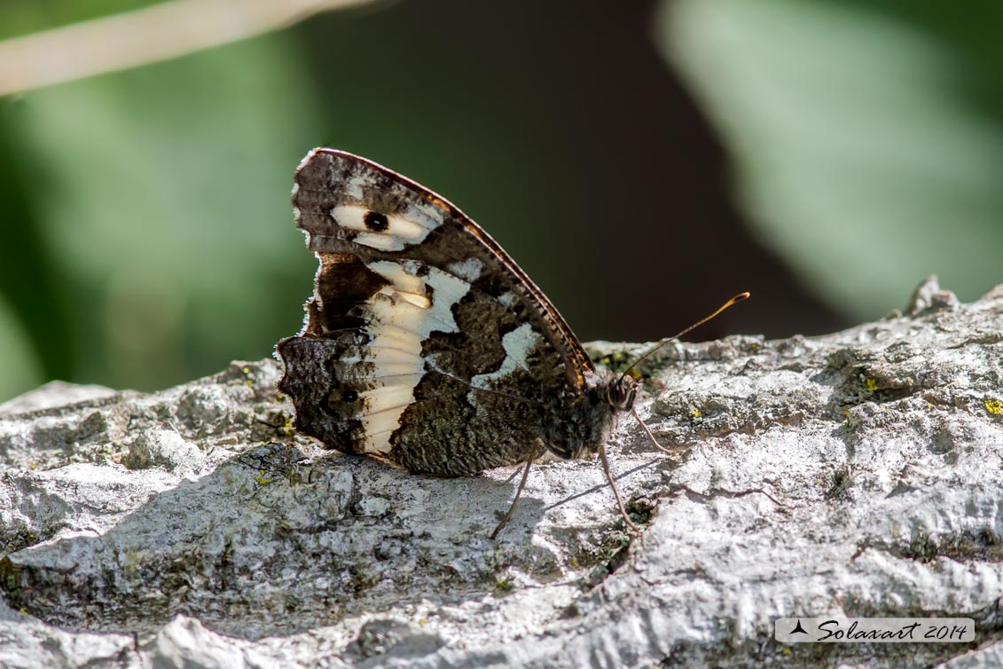 Brintesia circe (femmina) - Great Banded Grayling (female)