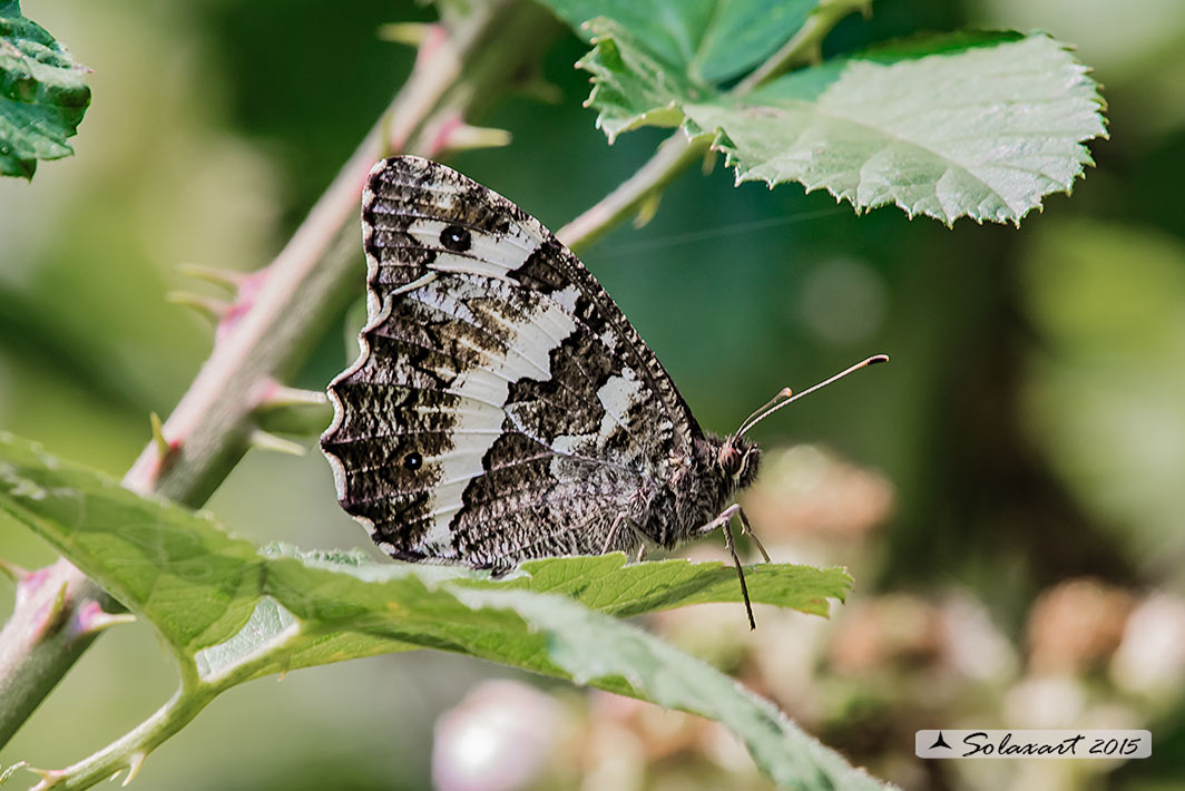 Brintesia circe (femmina) - Great Banded Grayling (female)