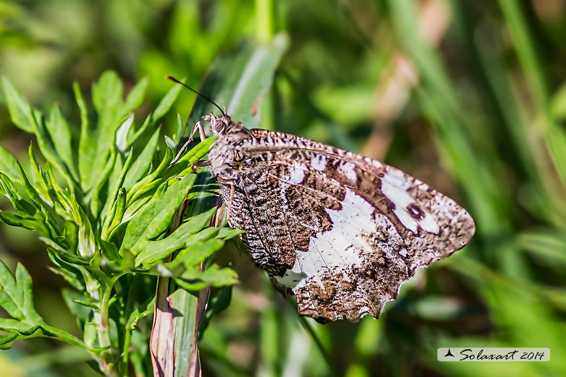 Brintesia circe