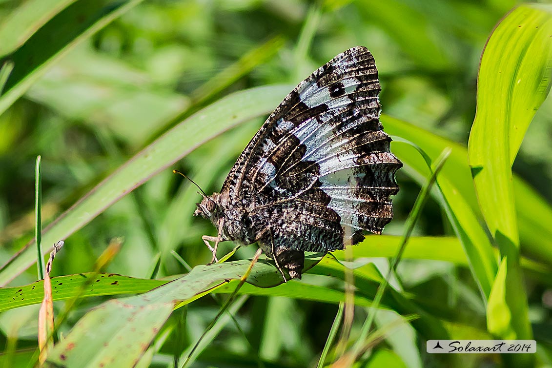 Brintesia circe - Circe - Great Banded Grayling