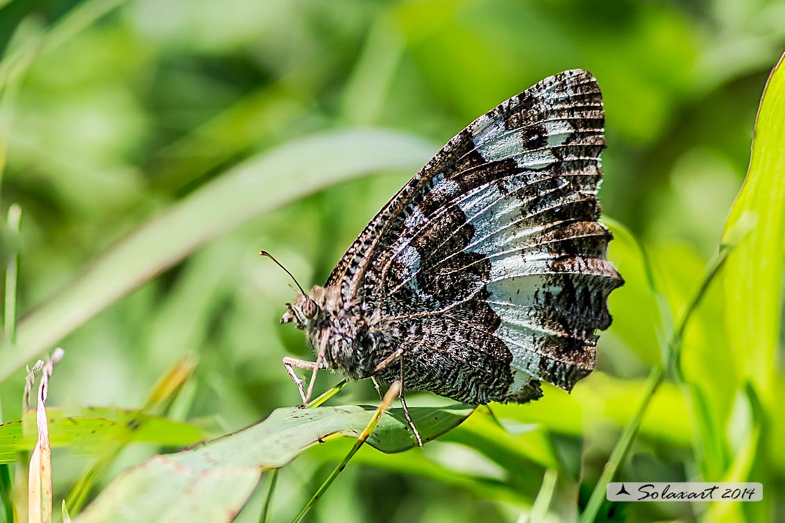 Brintesia circe (femmina) - Great Banded Grayling (female)