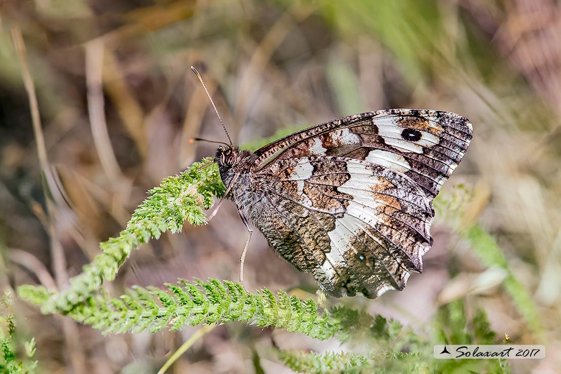 Brintesia circe (femmina) - Great Banded Grayling (female)
