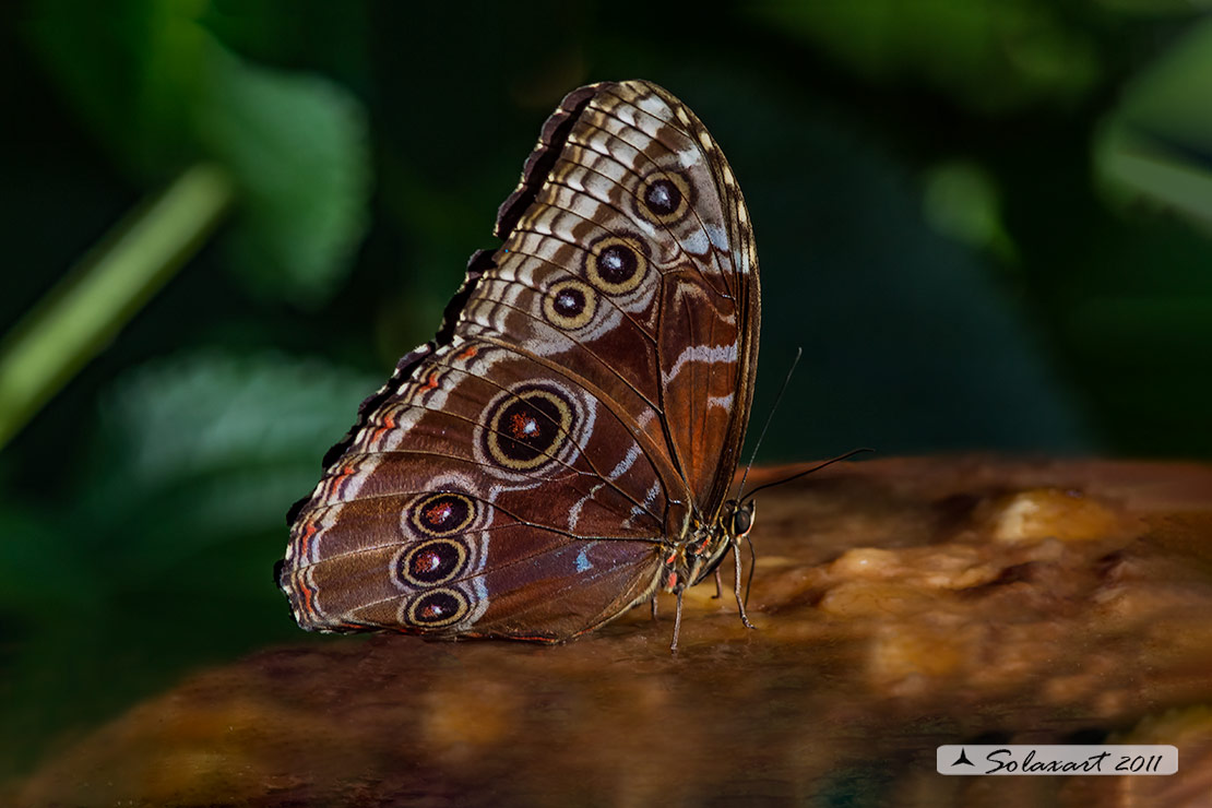 Caligo_memnon