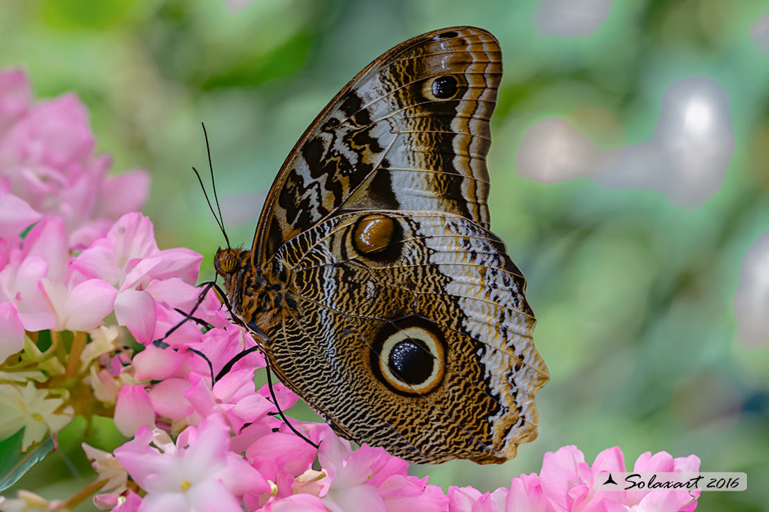 Caligo_memnon