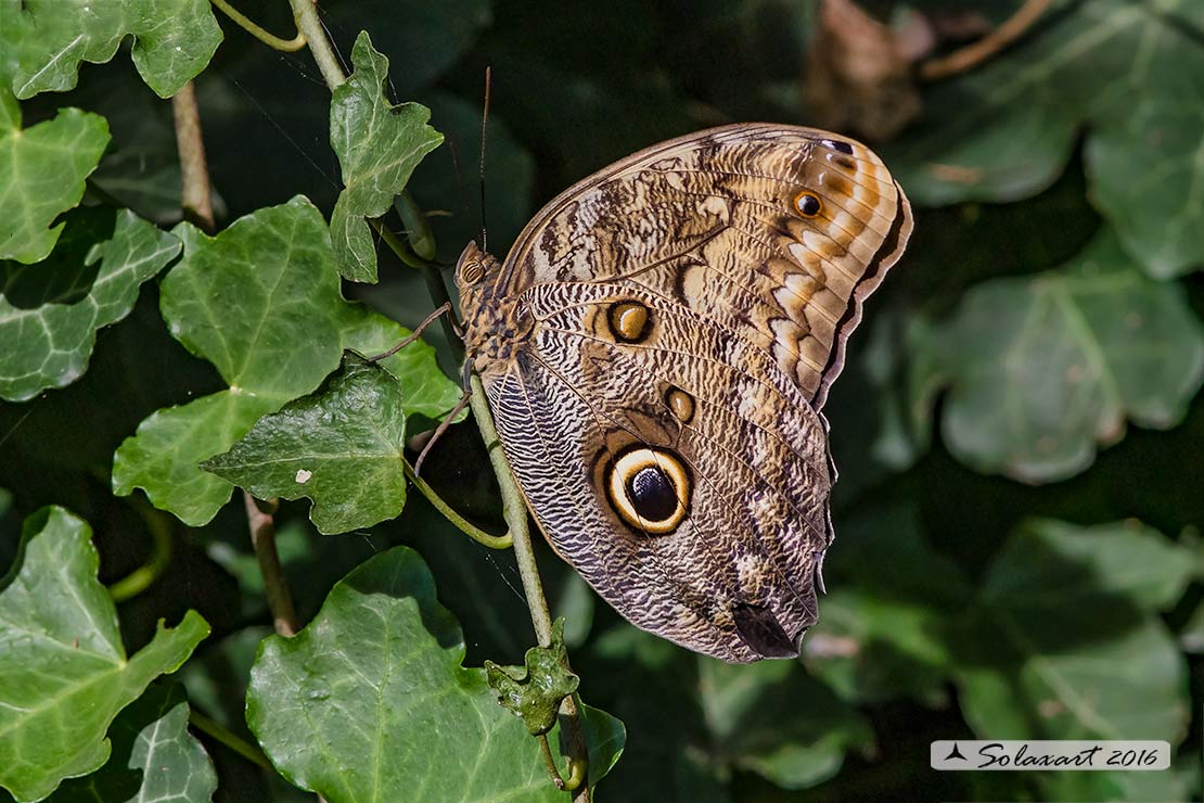 Caligo_memnon