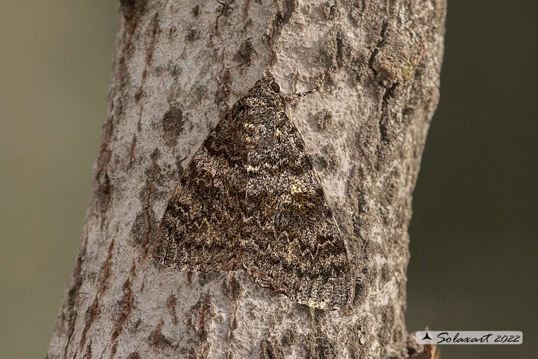 Catocala elocata :  French red underwing 