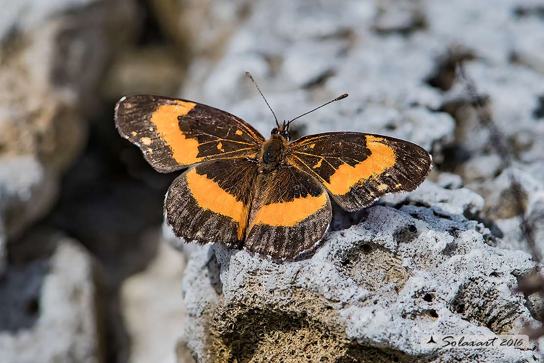 Chlosyne lacinia adjutrix