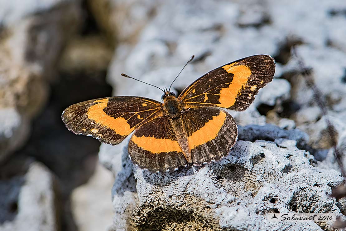 Chlosyne lacinia adjutrix
