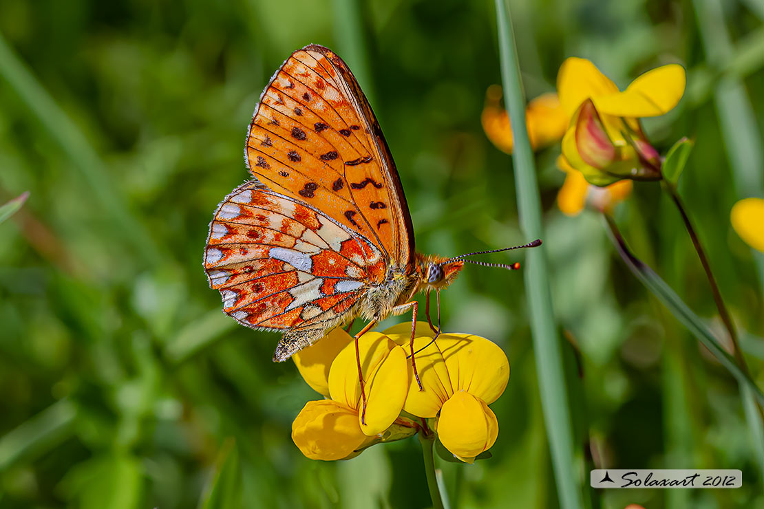 Clossiana euphrosyne
