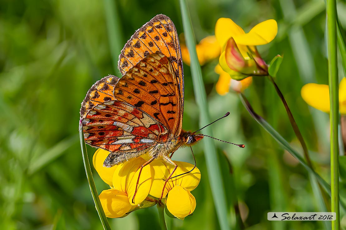 Clossiana euphrosyne