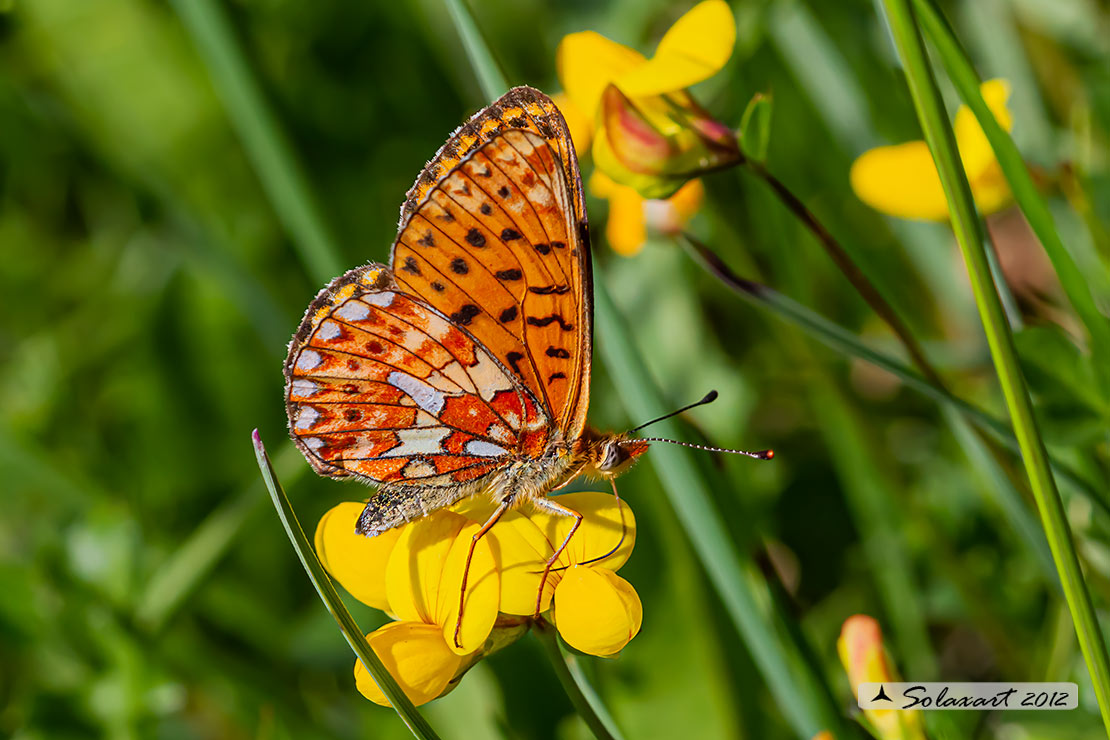 Clossiana euphrosyne