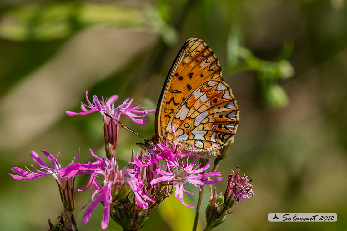 Clossiana euphrosyne