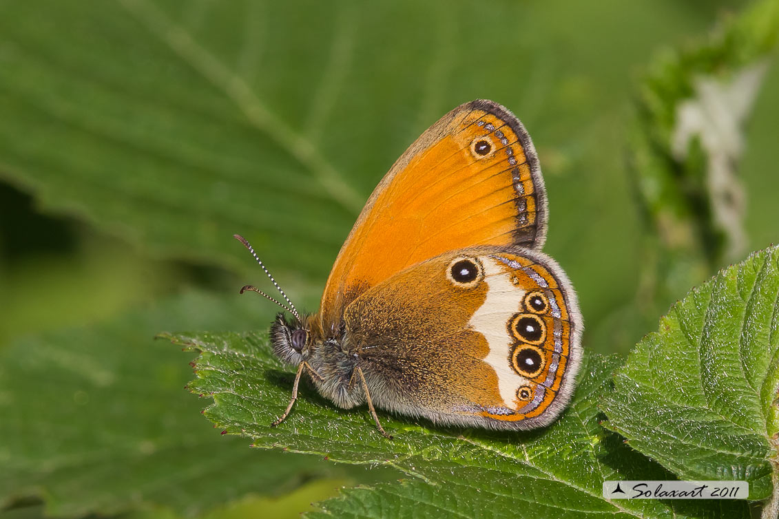 Coenonympha arcania 